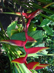 Heliconia × rauliniana