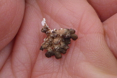 Punctelia perreticulata