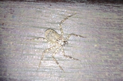 Siamspinops formosensis