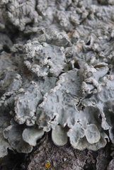 Punctelia perreticulata