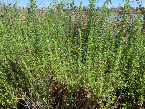 iNaturalist observation photo of Coastal Goldenbush