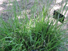 Carex cretica