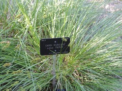 Carex muricata pairae