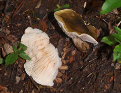 Tricholoma viridiolivaceum