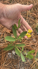 author not stated, no rights reserved Baptisia cinerea, photograph author not stated, no rights reserved