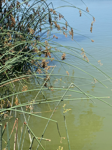 iNaturalist observation photo of California bulrush
