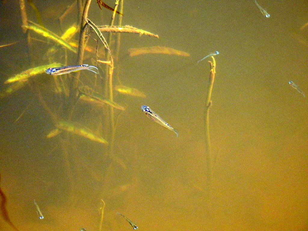 Indian Ricefish (Oryzias dancena)