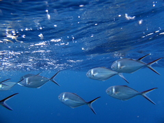 Trachinotus stilbe