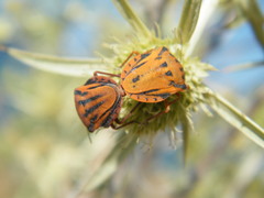 Graphosoma semipunctatum creticum