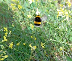 Bombus terrestris dalmatinus