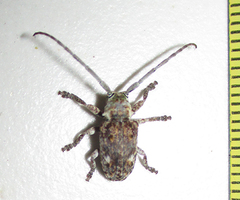Crossotus stypticus aethiops