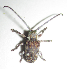 Crossotus stypticus aethiops