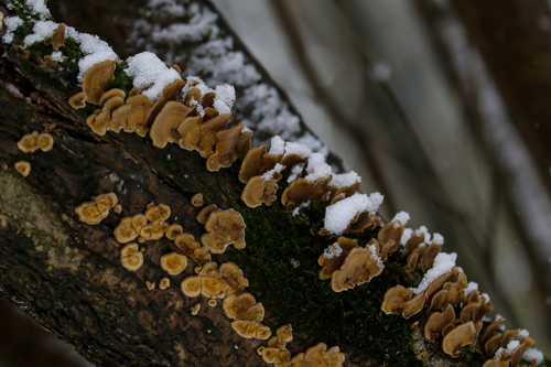 Наблюдение на iNaturalist
