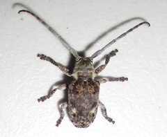 Crossotus stypticus aethiops