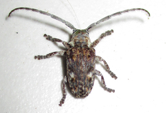 Crossotus stypticus aethiops