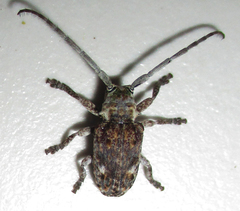 Crossotus stypticus aethiops