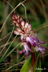 Himantoglossum robertianum