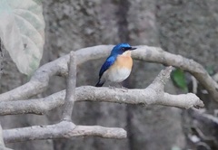 Cyornis turcosus