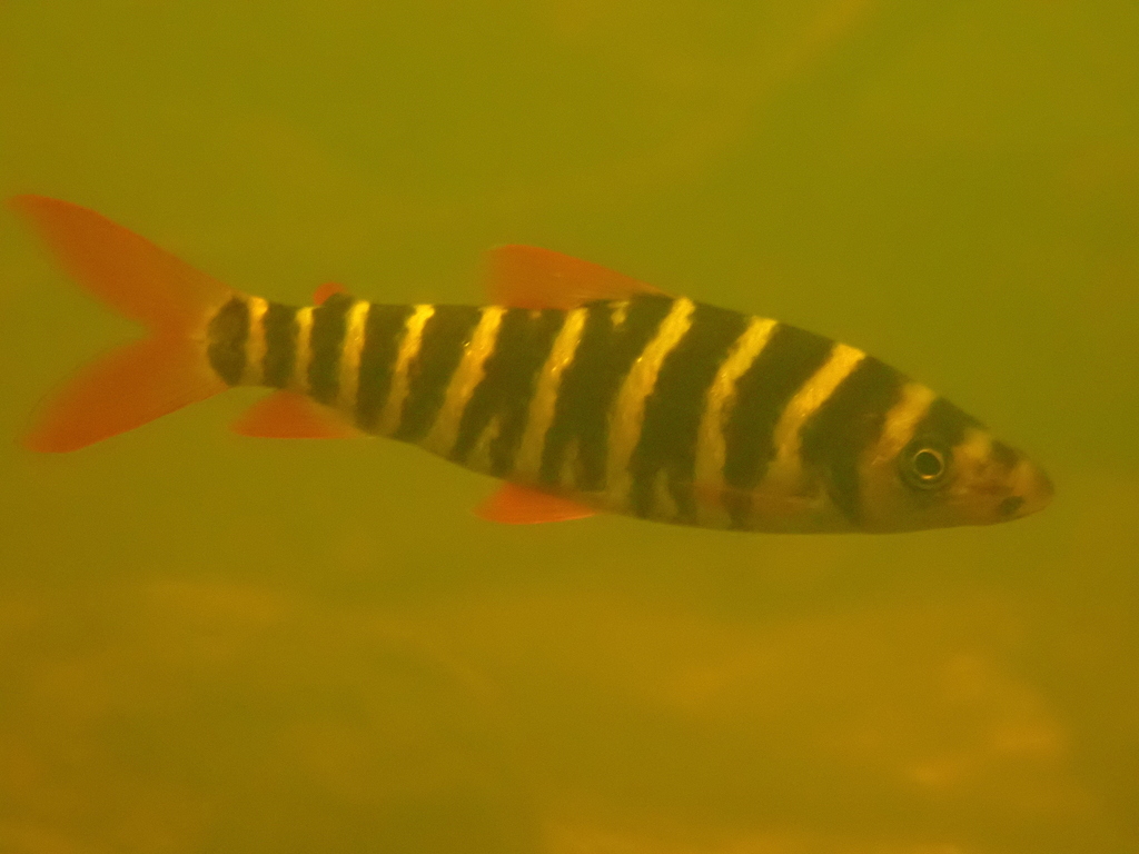 Banded leporinus (Leporinus fasciatus) — Anostomidae