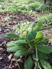 Primula elatior