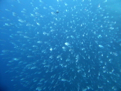 Trachinotus stilbe