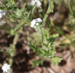 Cryptantha crassisepala crassisepala
