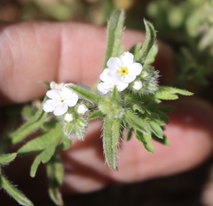 Cryptantha crassisepala crassisepala