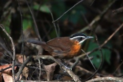 Pellorneum capistratum