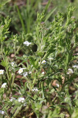 Cryptantha crassisepala crassisepala