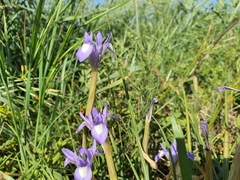 Moraea sisyrinchium
