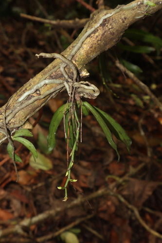 Aerangis hologlottis (Schltr.) Schltr. 2