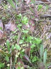 Stellaria apetala