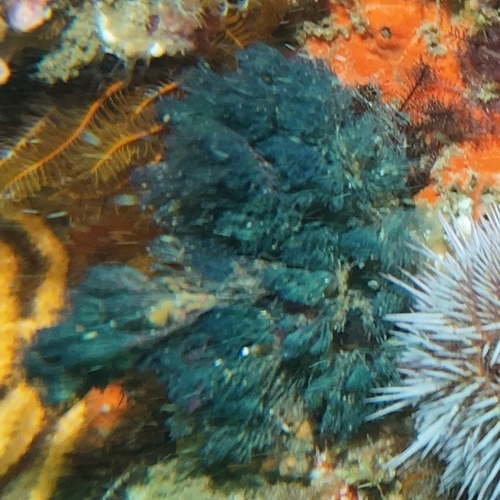 Virididentula dentata observed 2026-04-27