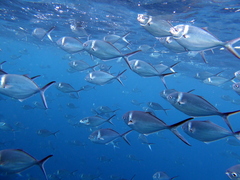 Trachinotus stilbe