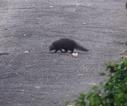 Indian Brown Mongoose