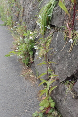 Epilobium lanceolatum, photograph (c) Clare Bowley, some rights reserved (CC BY)
