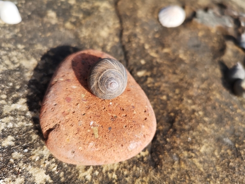 Littorina littorea