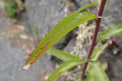 Epilobium lanceolatum, photograph (c) Clare Bowley, some rights reserved (CC BY)