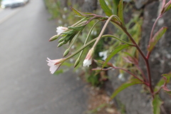 Epilobium lanceolatum