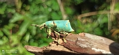 Ericydeus hancocki