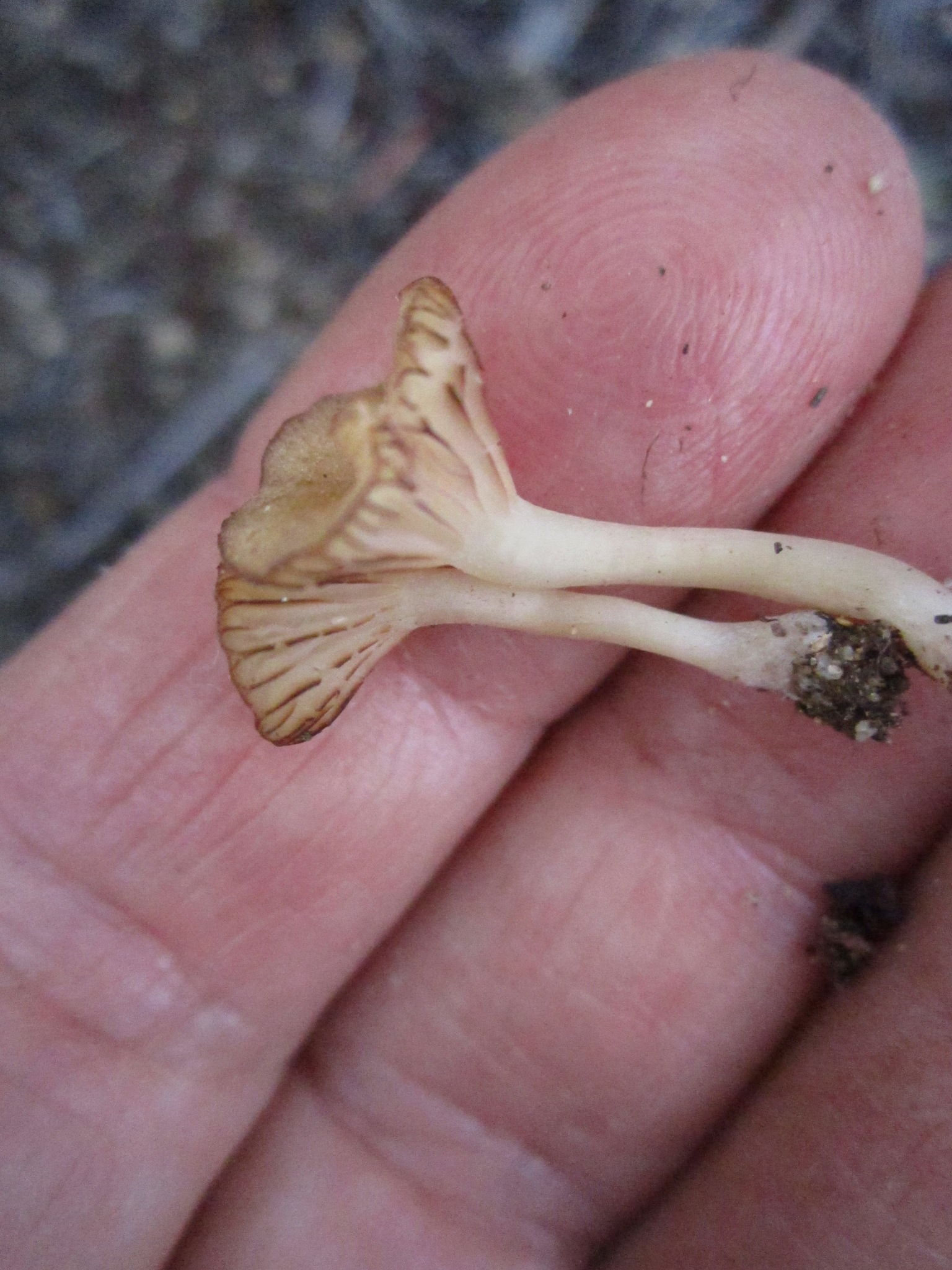 Contumyces rosellus image