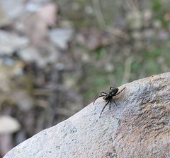 Nurscia albomaculata