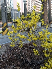 Forsythia koreana
