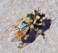 Laphria fernaldi