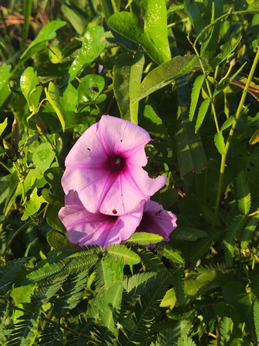 Ipomoea setifera, photograph 3