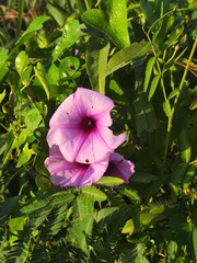 Ipomoea setifera, photograph (c) Silvia Ten, some rights reserved (CC BY)