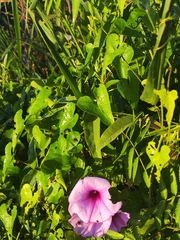 Ipomoea setifera, photograph (c) Silvia Ten, some rights reserved (CC BY)