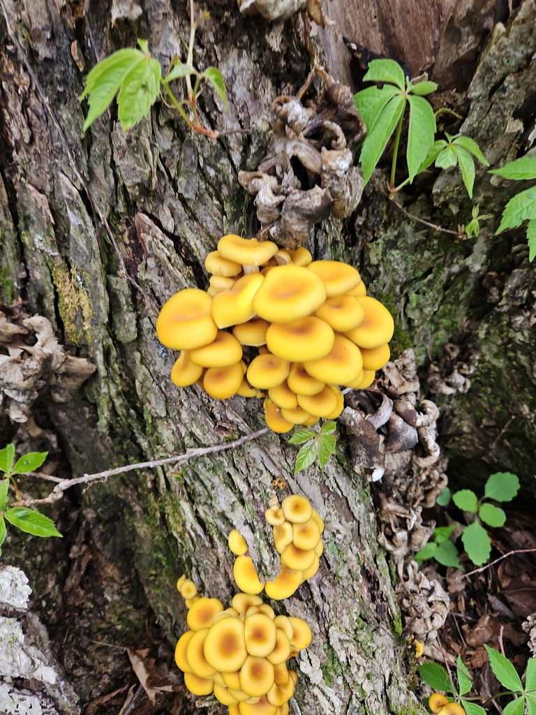 Pleurotus citrinopileatus · April 2026 · photo: © carlahall (iNaturalist, cc0)