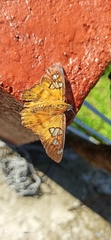 Myscelus