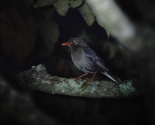 Indian Blackbird (Turdus simillimus)